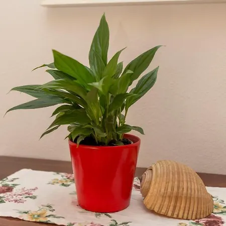 Apartman Historic Center Hvar Town- A Few Steps From The Main Square