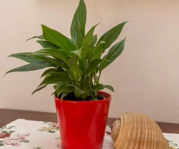 Apartman Historic Center Hvar Town- A Few Steps From The Main Square